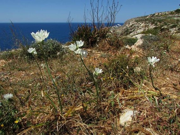 Ornithogalum arabicum