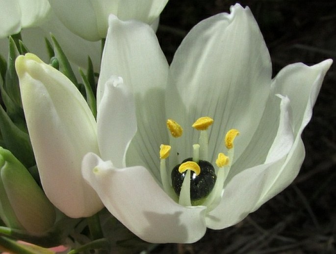 Ornithogalum arabicum