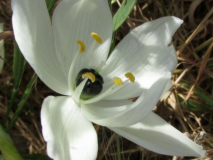 Ornithogalum arabicum