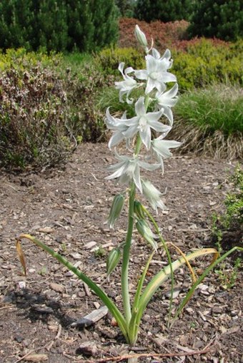 Ornithogalum nutans