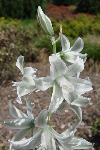 Ornithogalum nutans