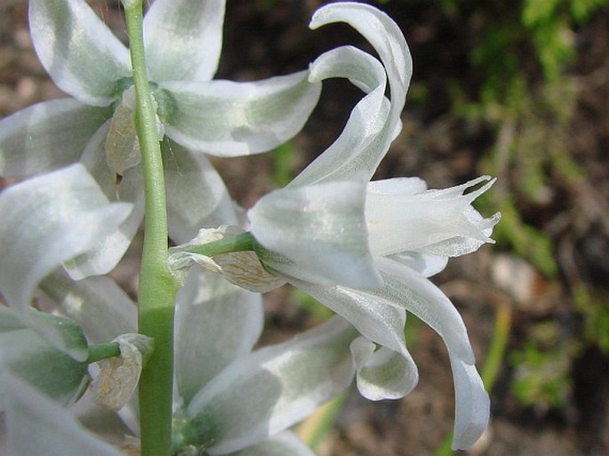 Ornithogalum nutans