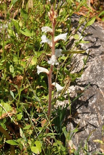 Orobanche dhofarensis