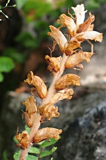 Orobanche dhofarensis