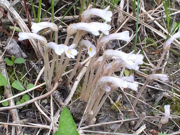 OROBANCHE UNIFLORA L. – záraza