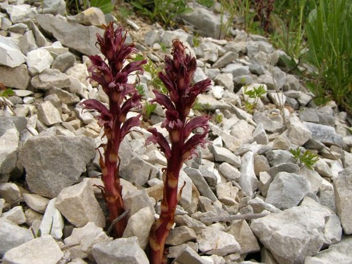 Orobanche baumanniorum