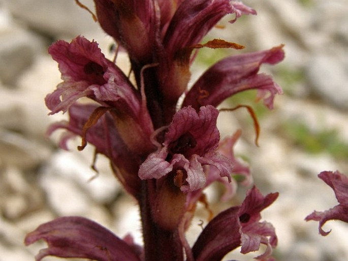 Orobanche baumanniorum