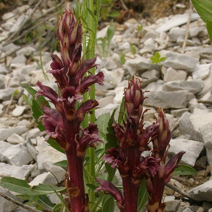 OROBANCHE BAUMANNIORUM Greuter – záraza