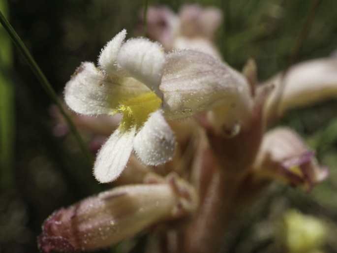 OROBANCHE FASCICULATA Nutt. – záraza