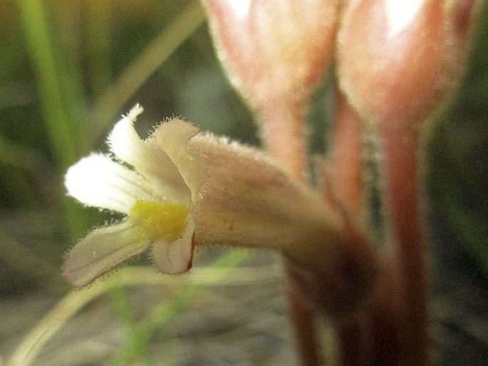 Orobanche fasciculata