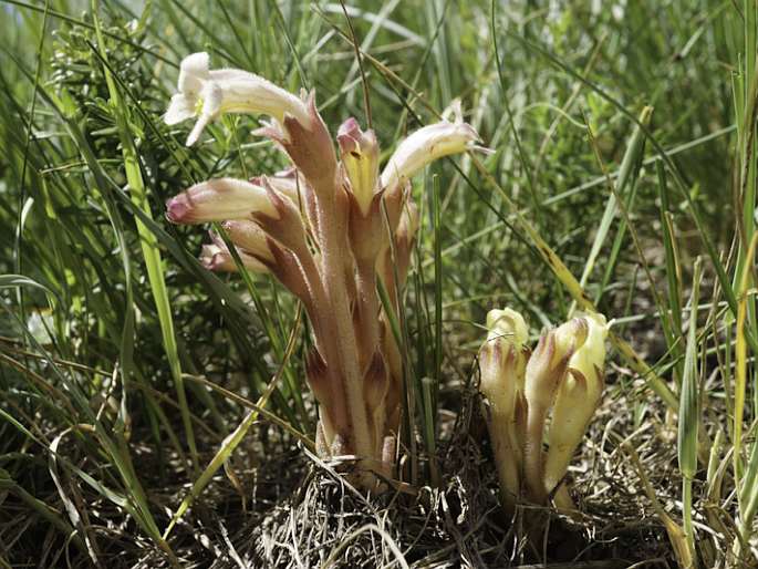 Orobanche fasciculata