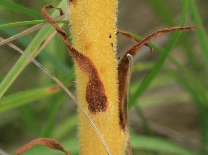 Orobanche elatior