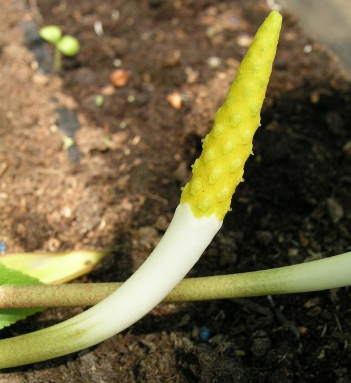 ORONTIUM AQUATICUM L. - vodoklas