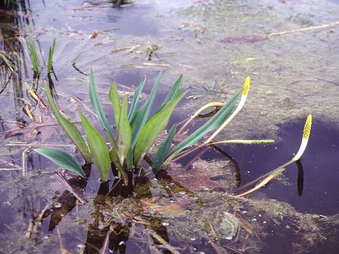 Orontium aquaticum