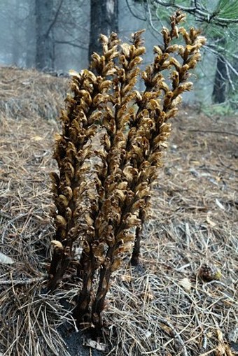 Orobanche rapum-genistae