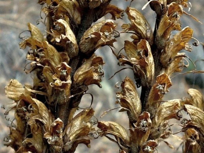 Orobanche rapum-genistae