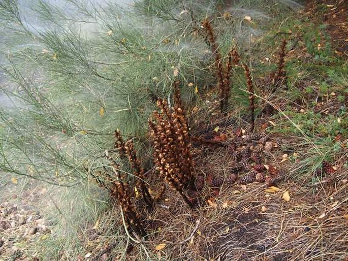 Orobanche rapum-genistae