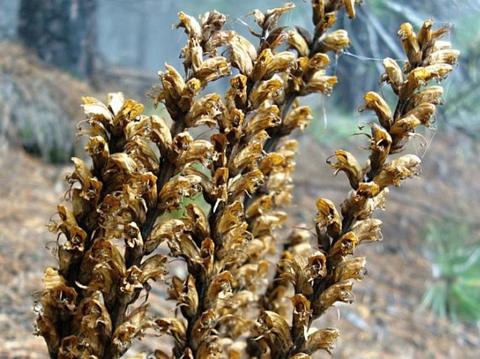 OROBANCHE RAPUM-GENISTAE Thuill. – záraza