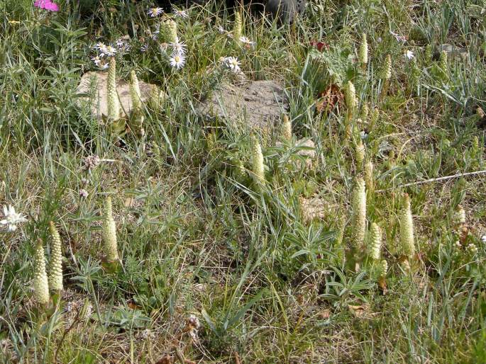 Orostachys malacophylla