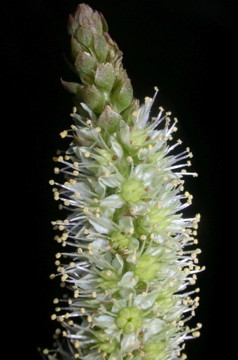 Orostachys malacophylla