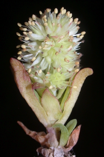 Orostachys malacophylla