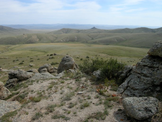 Orostachys spinosa