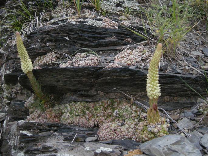 Orostachys spinosa