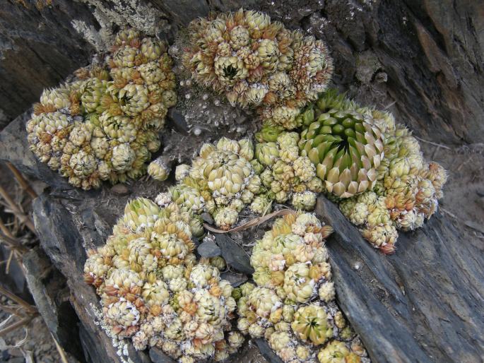 Orostachys spinosa