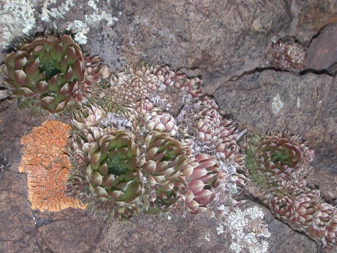 Orostachys spinosa