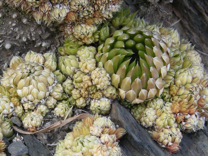 Orostachys spinosa