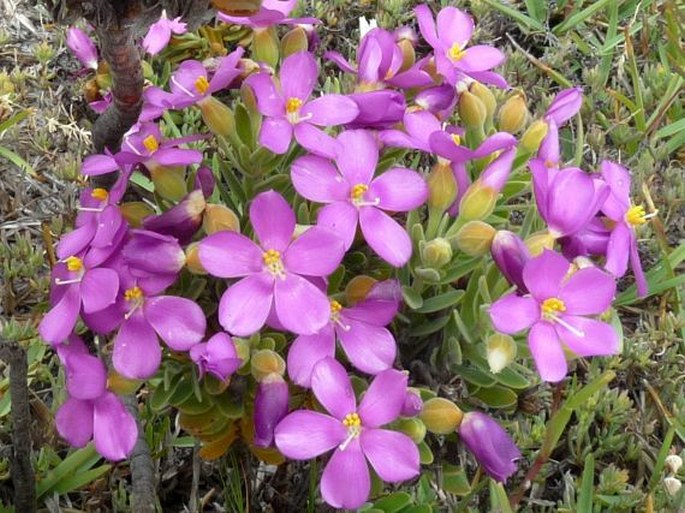 ORPHIUM FRUTESCENS (L.) E. Mey.