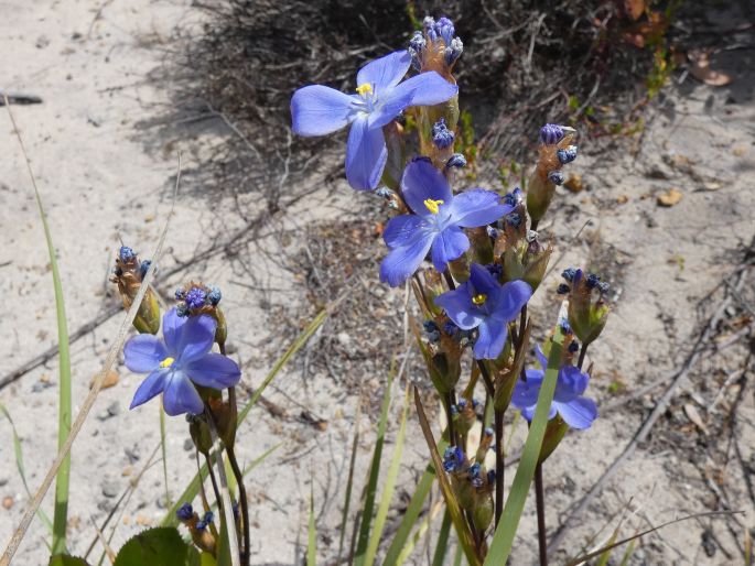 Orthrosanthus multiflorus