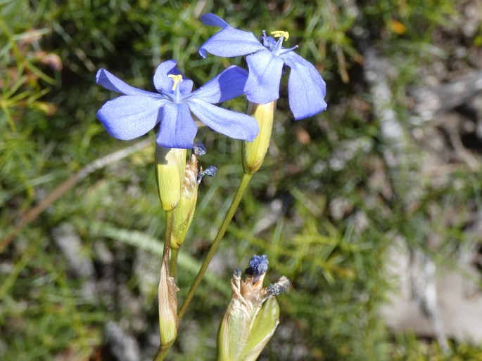 Orthrosanthus multiflorus