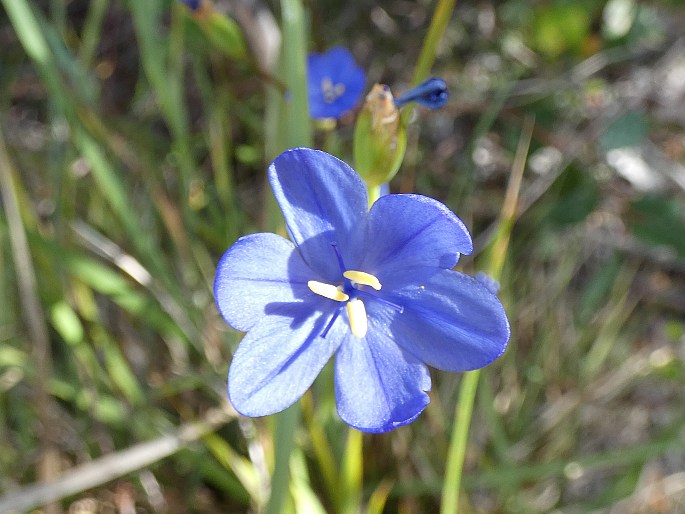 Orthrosanthus multiflorus