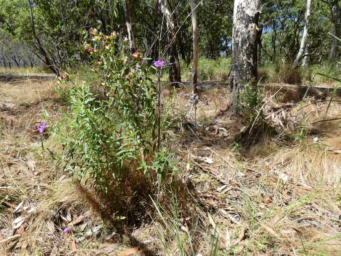 Osbeckia australiana