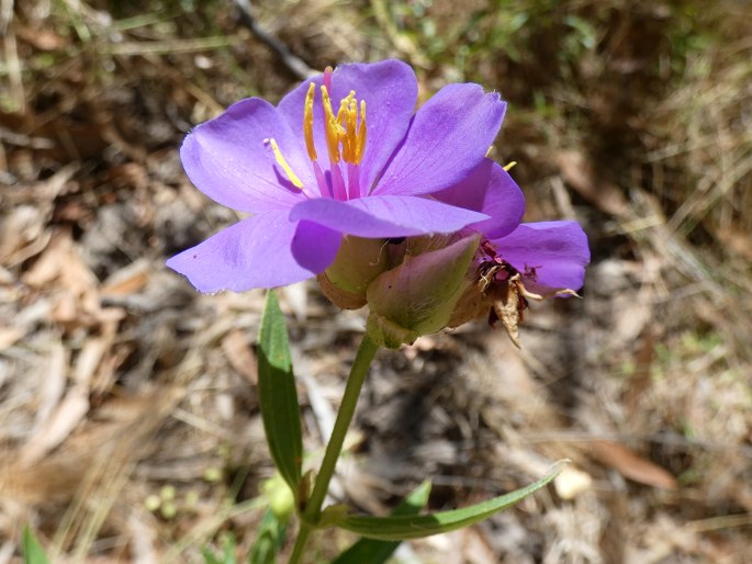 Osbeckia australiana