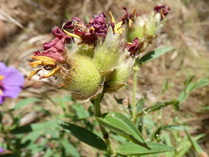 Osbeckia australiana