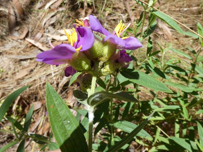 Osbeckia australiana