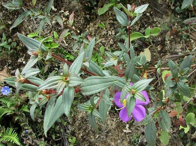 Osbeckia octandra