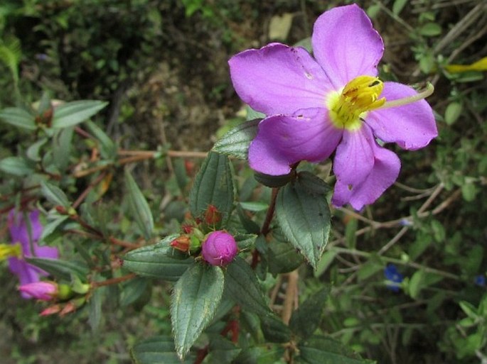 Osbeckia octandra