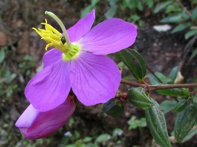 Osbeckia octandra