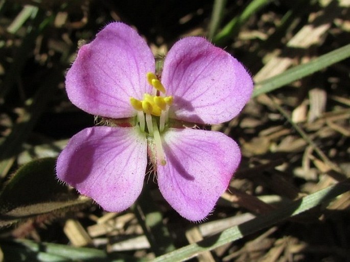 OSBECKIA PARVIFOLIA Arn.