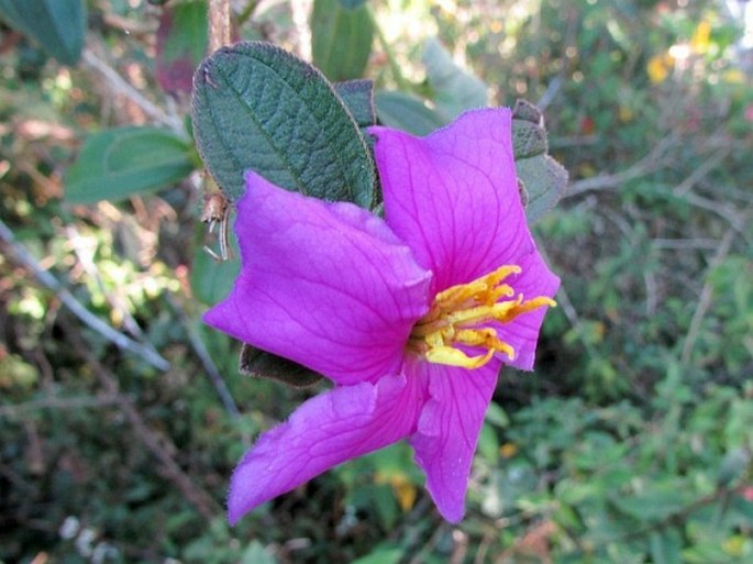 OSBECKIA RUBICUNDA Arn.