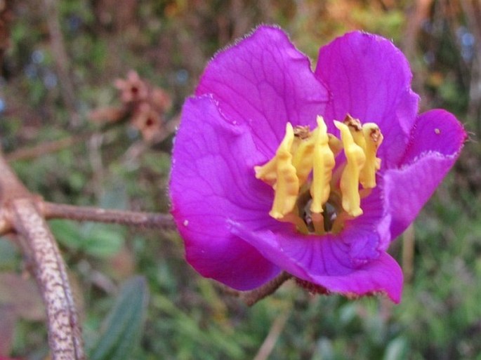 Osbeckia rubicunda