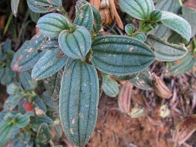 Osbeckia rubicunda