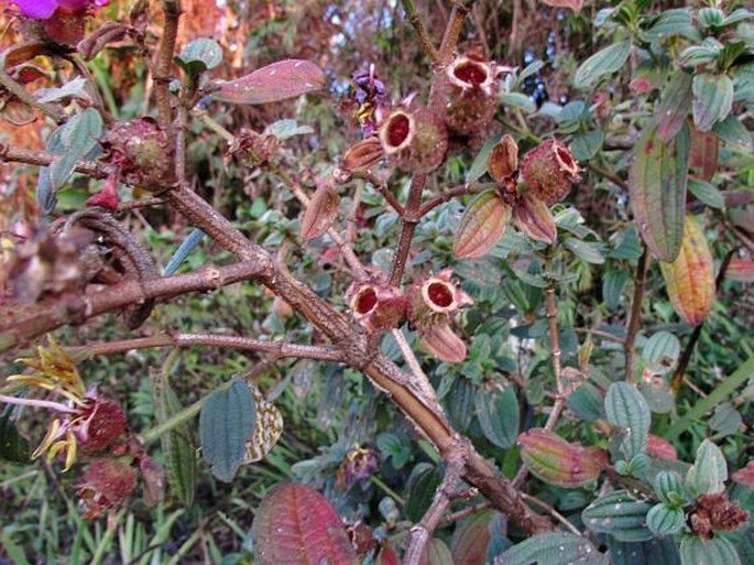 Osbeckia rubicunda