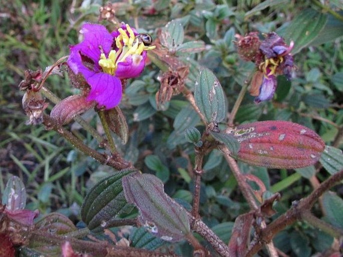 Osbeckia rubicunda