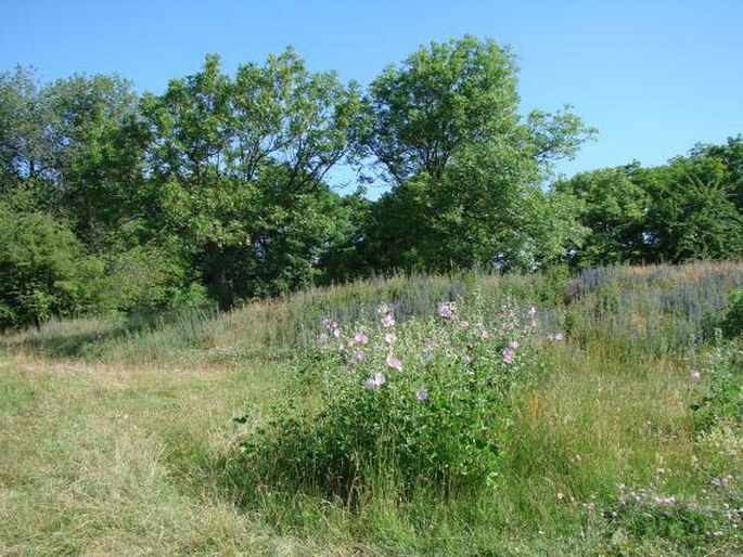 Oškobrh