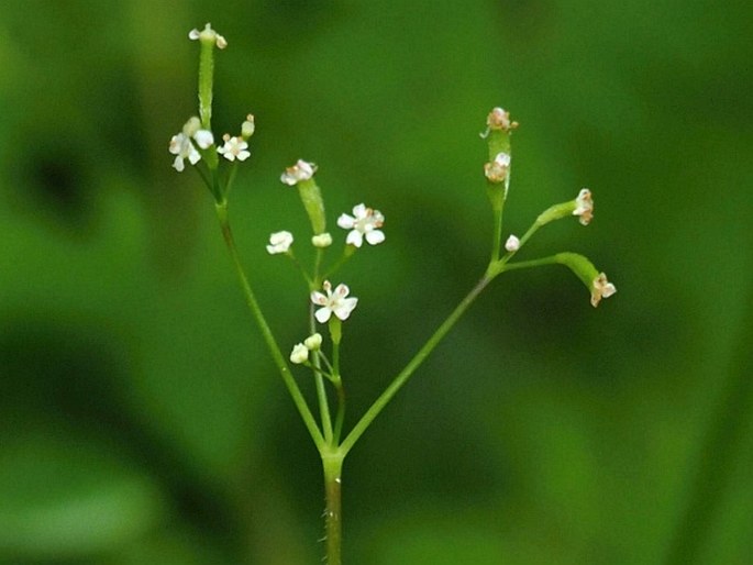 OSMORHIZA CHILENSIS Hook. et Arn.