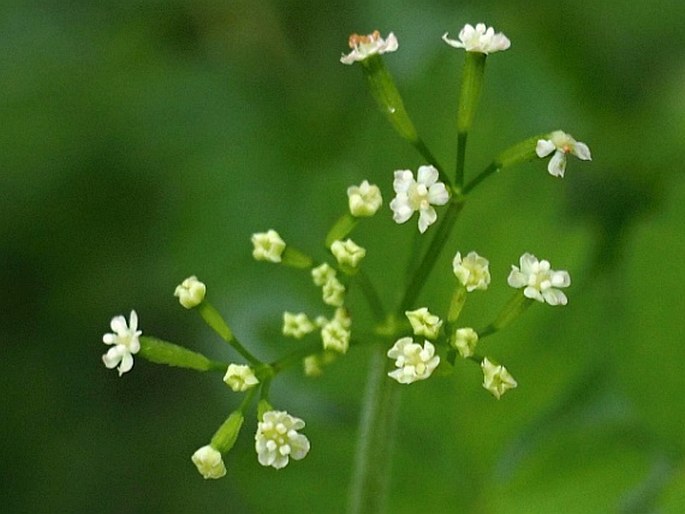 Osmorhiza chilensis